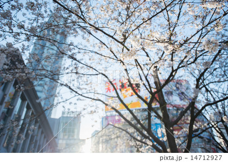 都市の桜 14712927