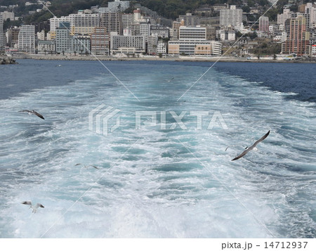 熱海　初島　カモメ 14712937