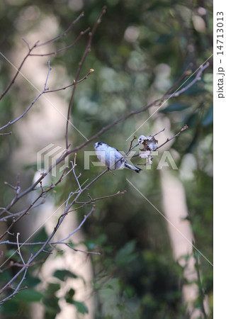 巣材調達中のエナガ 14713013