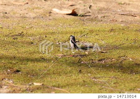 巣材調達中のエナガ 巣材調達中のエナガ 14713014