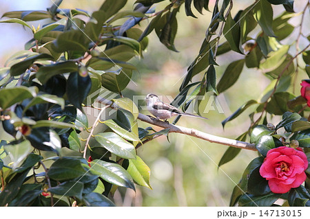 巣材調達中のエナガ 巣材調達中のエナガ 14713015