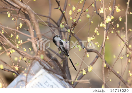 巣材調達中のエナガ 14713020
