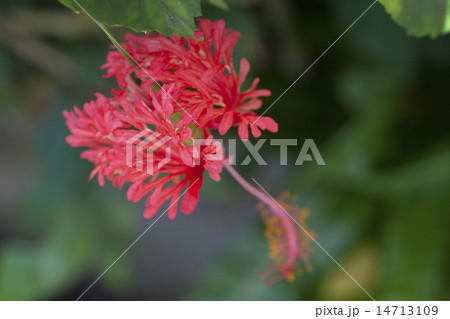 フウリンブッソウゲ 14713109