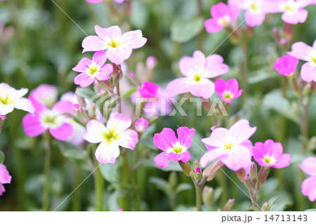 ピンクの小花の写真素材 [14713143] - PIXTA