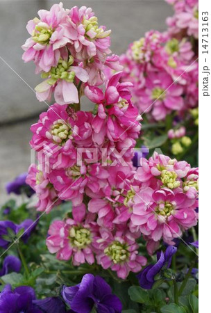 赤色　ストック　03 14713163