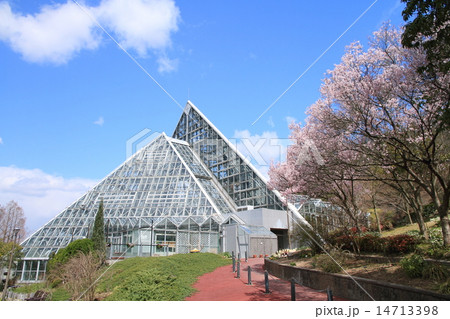 桜　エドヒガンの花 14713398