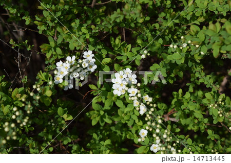 ユキヤナギ 14713445
