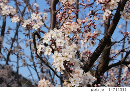 青空と桜の花 14713551