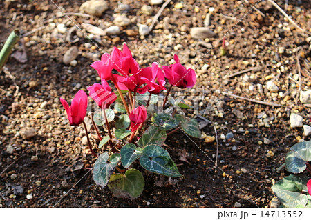 露地栽培のシクラメン 14713552