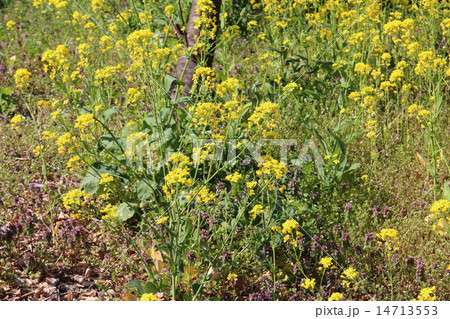 春の菜の花 14713553