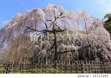 京都御苑の枝垂れ桜 14713594