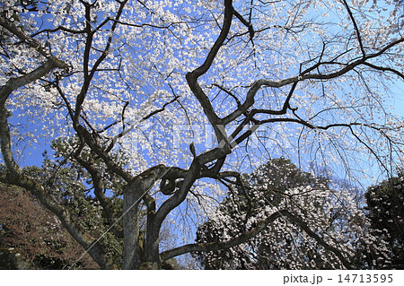 京都御苑近衛池の枝垂れ桜 14713595