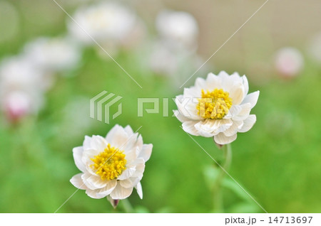 花かんざし 花かんざし 14713697