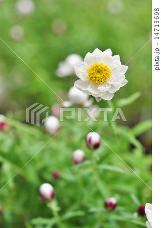 花かんざし 花かんざし 14713698