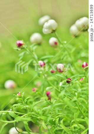 花かんざし 14713699