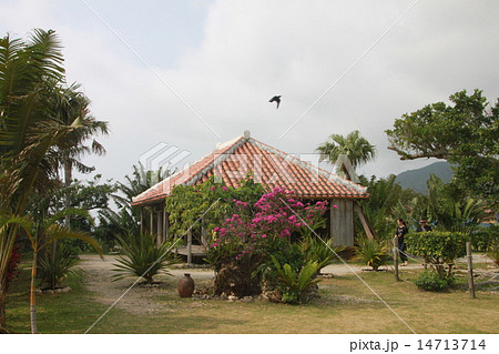 早春の沖縄 14713714