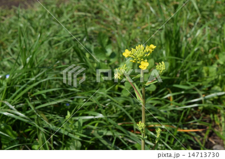 セイヨウカラシナ 14713730