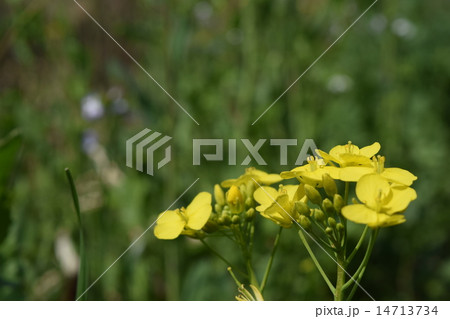 セイヨウカラシナ 14713734