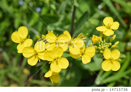 セイヨウカラシナ 14713736