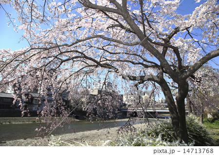 京都川端通りの枝垂れ桜 14713768
