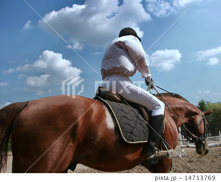 equestrian sportsman riding brown horse in paddock 14713769