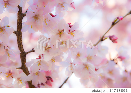 タカトオコヒガンザクラ タカトオコヒガンザクラ 14713891