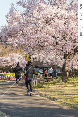 芦花公園 14713920