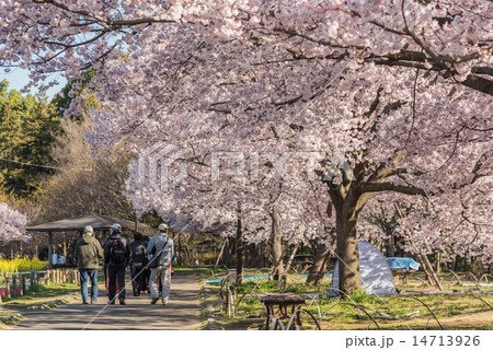 芦花公園 14713926