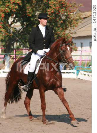 equestrian sportsman riding brown horse in paddock 14713929