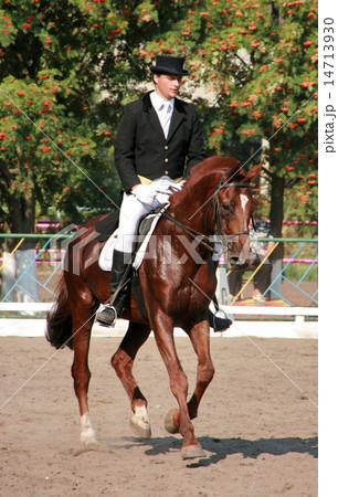 equestrian sportsman riding brown horse in paddock 14713930