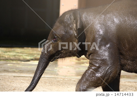 【子供のアジアゾウ】 14714433