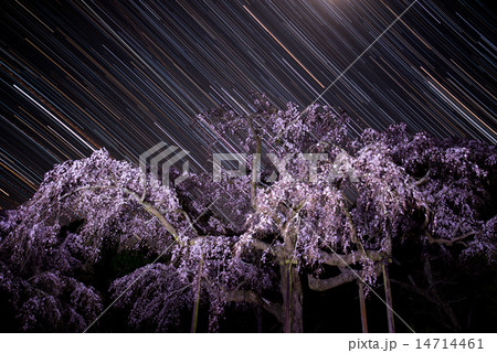 長興山紹太寺しだれ桜の写真素材