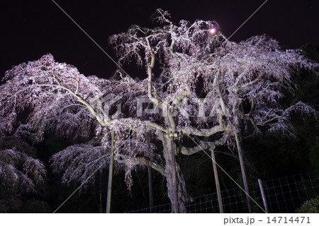 枝垂れ桜 14714471