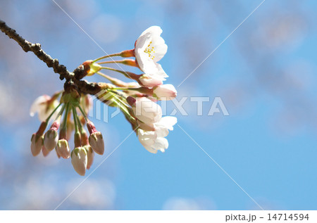 ソメイヨシノ ソメイヨシノ 14714594