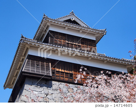 熊本城未申櫓と桜 熊本城未申櫓と桜 14714605