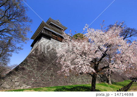 熊本城未申櫓と桜 14714698