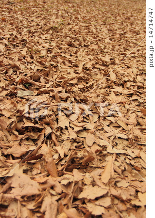 枯葉 枯葉 14714747