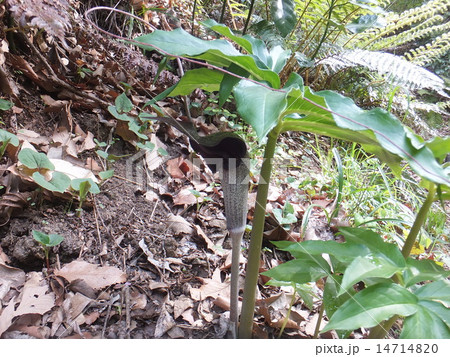 ウラシマソウ 14714820