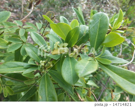 ナツボウズ ナツボウズ 14714821