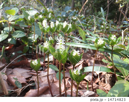 ヒトリシズカ 14714823