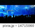 美ら海水族館のジンベイザメ 14715060