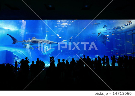 美ら海水族館のジンベイザメ 14715060