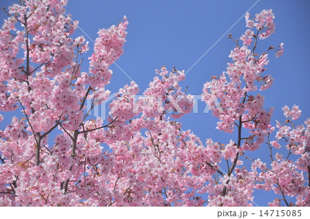ヨウコウザクラ 14715085
