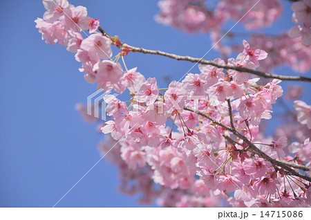 ヨウコウザクラ 14715086