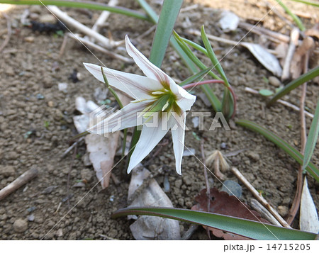 アマナ アマナ 14715205