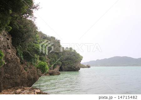 早春の沖縄 早春の沖縄 14715482