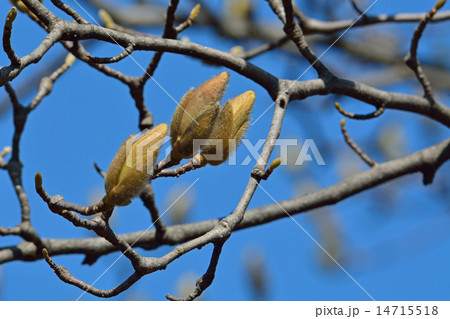 樹木 コブシ モクレン科 蕾膨らむの写真素材