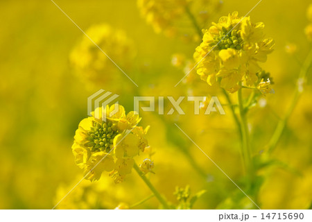 菜の花 14715690