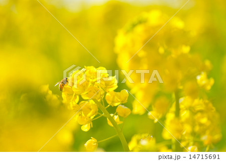 菜の花 菜の花 14715691