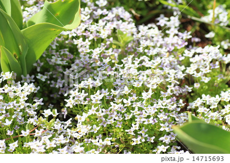 バイオレットクレスの花 バイオレットクレスの花 14715693